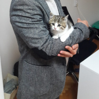 Tekir Kedi, Kedi  Katip fotoğrafı