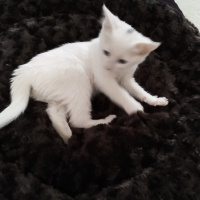 Van Kedisi, Kedi  Raşha fotoğrafı