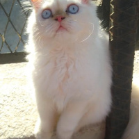 İran Kedisi (Persian), Kedi  Şeker fotoğrafı