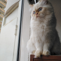 İran Kedisi (Persian), Kedi  Şeker fotoğrafı
