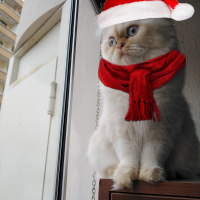 İran Kedisi (Persian), Kedi  Şeker fotoğrafı