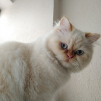 İran Kedisi (Persian), Kedi  Şeker fotoğrafı