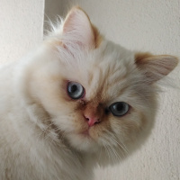 İran Kedisi (Persian), Kedi  Şeker fotoğrafı