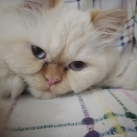 İran Kedisi (Persian), Kedi  Şeker fotoğrafı