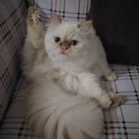 İran Kedisi (Persian), Kedi  Şeker fotoğrafı