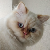 İran Kedisi (Persian), Kedi  Şeker fotoğrafı
