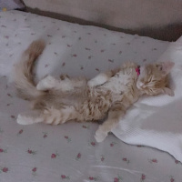 İran Kedisi (Persian), Kedi  Şeker fotoğrafı