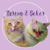 İran Kedisi (Persian), Kedi  Şeker fotoğrafı