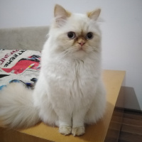 İran Kedisi (Persian), Kedi  Şeker fotoğrafı