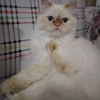 İran Kedisi (Persian), Kedi  Şeker fotoğrafı