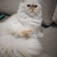 İran Kedisi (Persian), Kedi  Şeker fotoğrafı