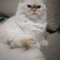 İran Kedisi (Persian), Kedi  Şeker fotoğrafı