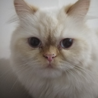 İran Kedisi (Persian), Kedi  Şeker fotoğrafı
