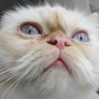 İran Kedisi (Persian), Kedi  Şeker fotoğrafı