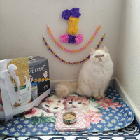 İran Kedisi (Persian), Kedi  Şeker fotoğrafı