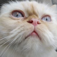 İran Kedisi (Persian), Kedi  Şeker fotoğrafı