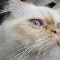 İran Kedisi (Persian), Kedi  Şeker fotoğrafı