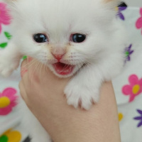 İran Kedisi (Persian), Kedi  Şeker fotoğrafı