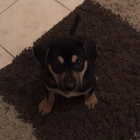 Rottweiler, Köpek  Çiko fotoğrafı
