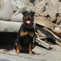 Rottweiler, Köpek  Yaman hırçın fotoğrafı
