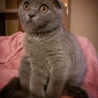 Scottish Fold, Kedi  Minno fotoğrafı