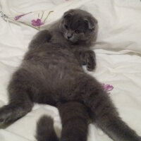 Scottish Fold, Kedi  Minno fotoğrafı