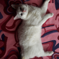 Tekir Kedi, Kedi  Boncuk fotoğrafı