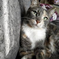 Tekir Kedi, Kedi  Çakıl fotoğrafı