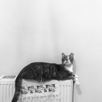 Tekir Kedi, Kedi  Çakıl fotoğrafı