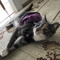 Tekir Kedi, Kedi  Çakıl fotoğrafı
