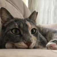 Tekir Kedi, Kedi  Çakıl fotoğrafı
