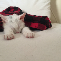 Ankara Kedisi, Kedi  PUDRA fotoğrafı