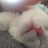 Ankara Kedisi, Kedi  PUDRA fotoğrafı