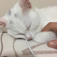 Ankara Kedisi, Kedi  PUDRA fotoğrafı