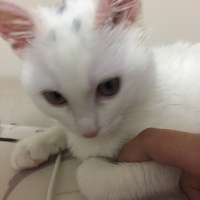 Ankara Kedisi, Kedi  PUDRA fotoğrafı