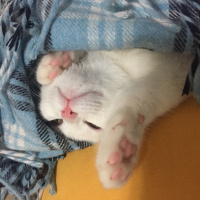 Ankara Kedisi, Kedi  PUDRA fotoğrafı