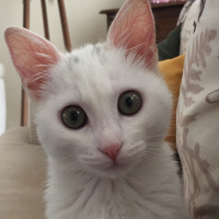 Ankara Kedisi, Kedi  PUDRA fotoğrafı