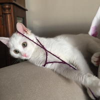 Ankara Kedisi, Kedi  PUDRA fotoğrafı