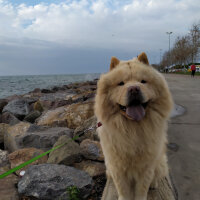 Chow Chow (çin Aslanı), Köpek  Oscar fotoğrafı