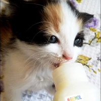 Tekir Kedi, Kedi  BEMOL fotoğrafı
