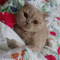 Scottish Fold, Kedi  Mia fotoğrafı