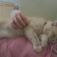 Scottish Fold, Kedi  Mia fotoğrafı