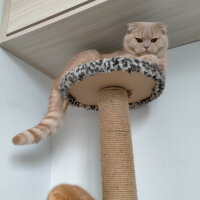 Scottish Fold, Kedi  Mia fotoğrafı