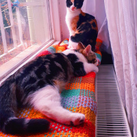Tekir Kedi, Kedi  Karamel fotoğrafı