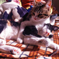 Tekir Kedi, Kedi  Karamel fotoğrafı