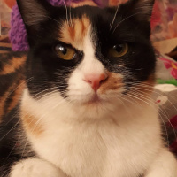 Tekir Kedi, Kedi  Karamel fotoğrafı
