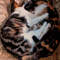 Tekir Kedi, Kedi  Karamel fotoğrafı