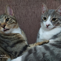 Tekir Kedi, Kedi  Haylaz ve sari fotoğrafı