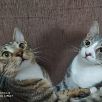 Tekir Kedi, Kedi  Haylaz ve sari fotoğrafı