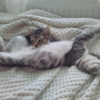 Tekir Kedi, Kedi  Haylaz ve sari fotoğrafı